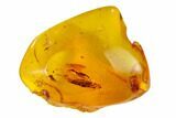 Fossil Thrip (Thysanoptera) In Baltic Amber - Rare! #150731-3